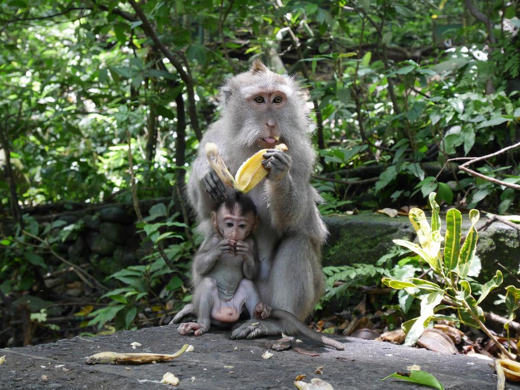 Pondok Penestanan Villa Ubud المظهر الخارجي الصورة